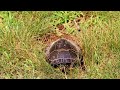 Mesozoic M\mama turtle lays her eggs in Ledyard CT 062224