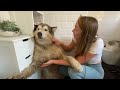 Giant Sulking Dog Hates Bath Time Throws Tantrum And Does Everything To Avoid It!! (CUTEST DOG EVER)