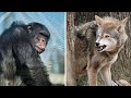 WOLF VS CHIMPANZEE - Who Would Win?