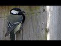 Relax with nature | the life in a great tits nest box |