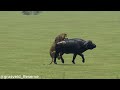 Male lion takes down a Buffalo after a long battle!