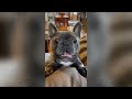 Funny animals 2024😆 Funniest Cats and Dogs Video🐕🐈11 #cat #dogs #funny #animals #pets #memes #cute