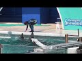 Kamogawa Seaworld Dolphin Show 🐬 鴨川シーワールドイルカパフォーマンス🐬 #dolphin