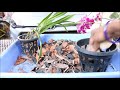 How to make best Potting Mix for Orchid | English Subtitle | Prakriti's Garden