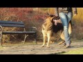 german shepherd Lexus (Ares Slovraj) - Tricks I.