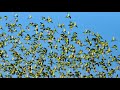Happy Budgies 4 - Budgerigar Sounds to Play for Your Parakeets | Discover PARROTS