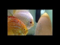 Discus Pair with Fry
