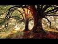 Relaxing Calming Music & Nature - Peaceful Ambient Forest Sounds Birds Tree Butterflies Sunrays !