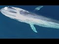Satellite tracking tech providing new knowledge of pygmy blue whales off Western Australia