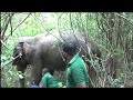 Saving an Elephant from a Deadly Snare  #SL WILD TV