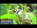 🐦 Meia Hora Melhor Baderninha De Coleiro Com Chamado e Piado De Fêmea┃Sons Da Natureza 🎶