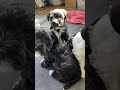 Tatum/Finn Miniature Schnauzer puppies- 5 weeks old