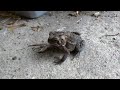 4k Video of a frog with nexus 6
