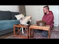 A Large Or Small Bowl of Food? Dogs Alone With a Giant Bowl of Food