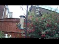 Sparrows At The Feeder Oct 23