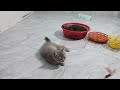 The Funniest Dogs and Cats Videos 2024 To Crack You Up All Long Day #15