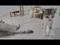So Funny! Funniest Cats and Dogs 🐈😹 Funny Cats Moments 😆
