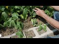 How to Grow MORE Cucumbers (Expert Tips)