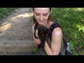 Hungry Stray Kitten Stands up to a Big Dog! - Feeding Stray Cats