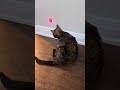 Part two of cat chasing laser.