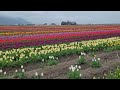 Abbotsford Tulip Festival 2023 - Lakeland Flowers, explore the blooming beauty in the Fraser Valley