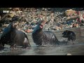 Sea Lions vs Dogs | 4K UHD | Mammals | BBC Earth