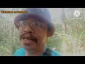 selesai menjebak tupai di hutan sibu,pergi panen rebung (ep 25)