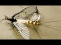 Mayfly - a life story