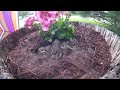 Bunny nest in my mom’s flower pot