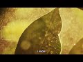 KAMAUU - GARDEN [Official Visualizer & Lyric Video] (NOT A MUSIC VIDEO)