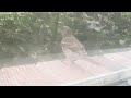 Hungry Finch 2