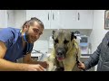 GIANT SHEPHARD DOG KANGAL! ( 75 Kilograms! ) #TheVet