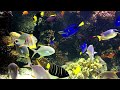 1 Hour of  Beautiful ASMR : Soothing Under The Sea Ambiance To Relax Your Mind ! 🐠