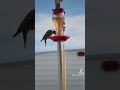 Smart Woodpecker