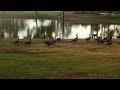 These geese came from nowhere in seconds