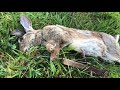 Rabbit Snaring and Training my Lurcher Pup.