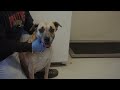 Watch the vet exams for 16 dogs abandoned in the desert. Part 2