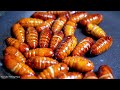 10 Most Delicious Insects In The World