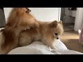 Dog's Reaction to a Fake Dog