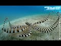 Octopus Mimics Robotic Octopus