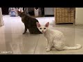 Laugh-Out-Loud Cat Adventures - Funny Cat Moments 2024
