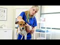 Animal Health Clinic - Fleas, Ticks, & Heart Worms | Social Media Short