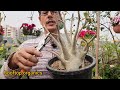 Max flowers के लिए ये काम जल्दी करें | February/March | Pruning | Adenium Plant Care | Desert Rose