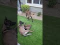 Malinois pups