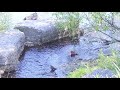 Bird Bathing on a Hot Summer