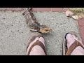 Apparently, my toes smell like food - Suburban Wildlife