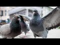 Pigeon Rap