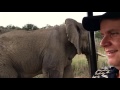 Nambiti Elephant Encounter