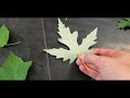 How to identify Sugar Maple trees vs Silver, Red and Norway Maples (Leaves and keys)