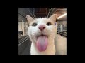 silly cat playlist to fill you with sillyness (o˘◡˘o)
